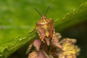 背中を柔軟にするための硬い筋肉をほぐす体操は？