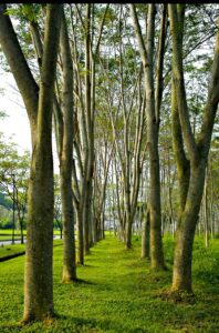 老化を遅らせるために効果的な運動は？