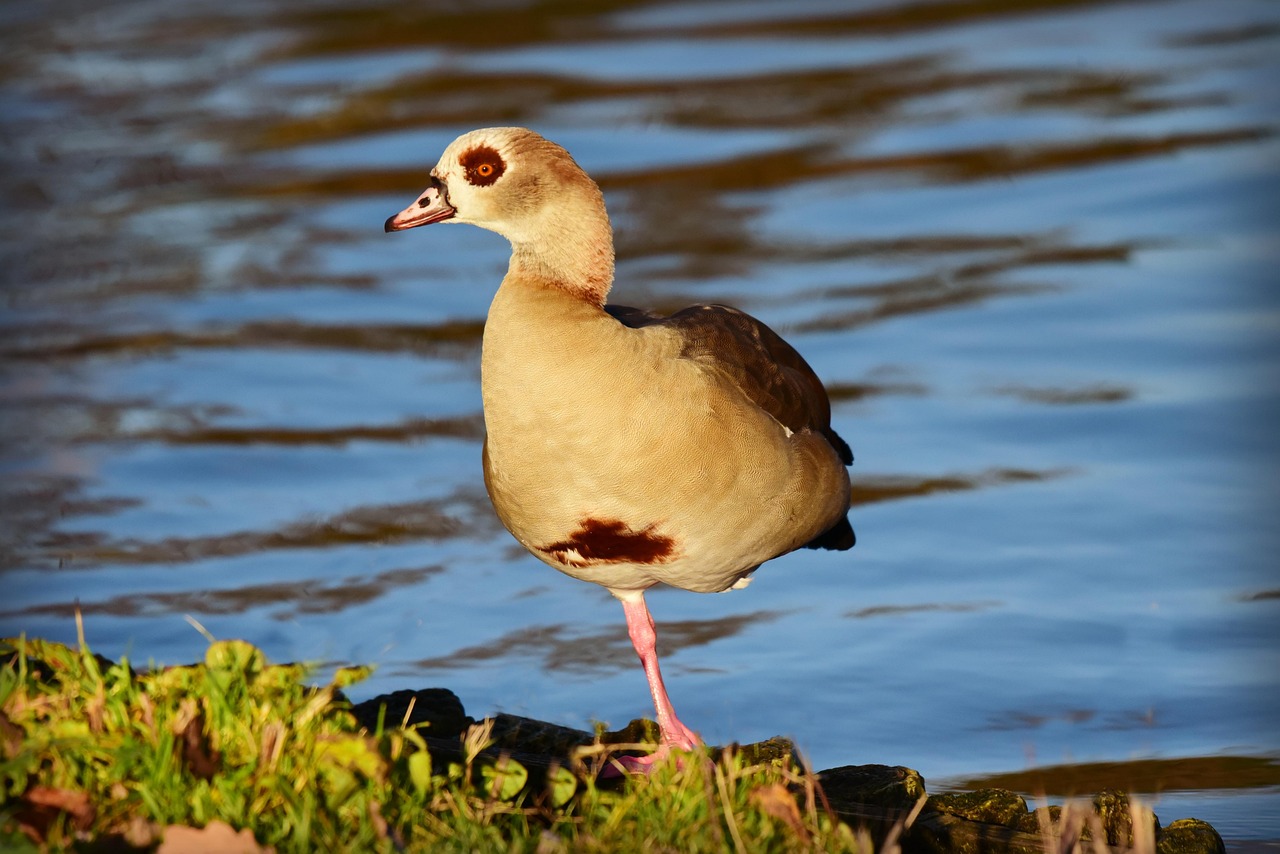 高齢者向けの片足立ちトレーニングの効果と方法は？